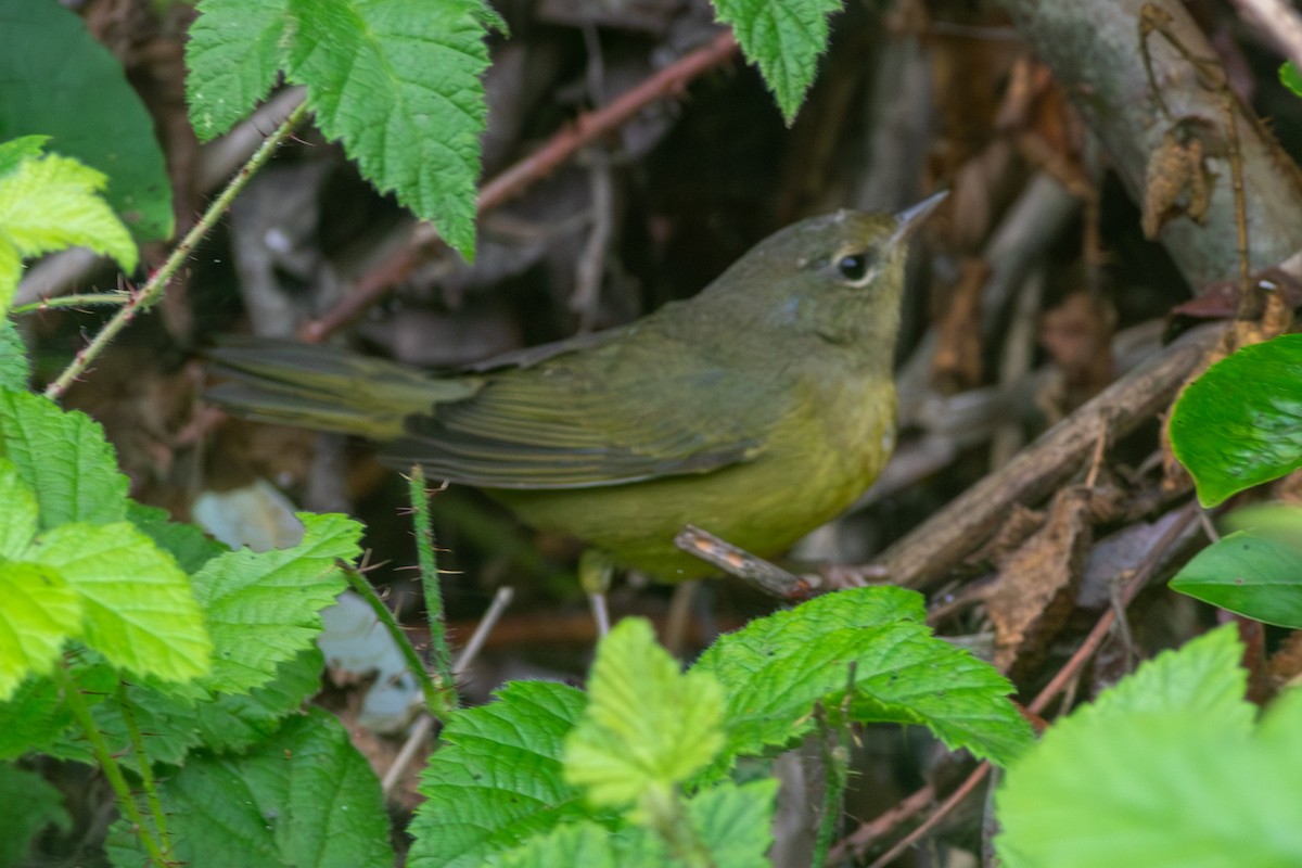 Mourning Warbler - ML642243678