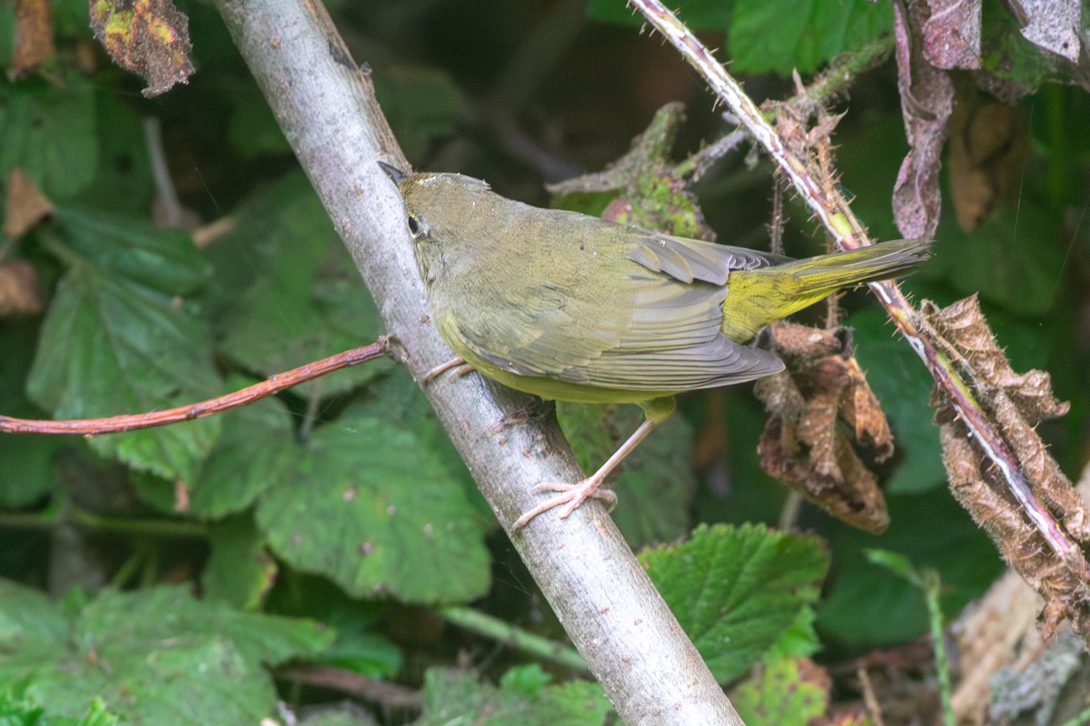 Mourning Warbler - ML642243680