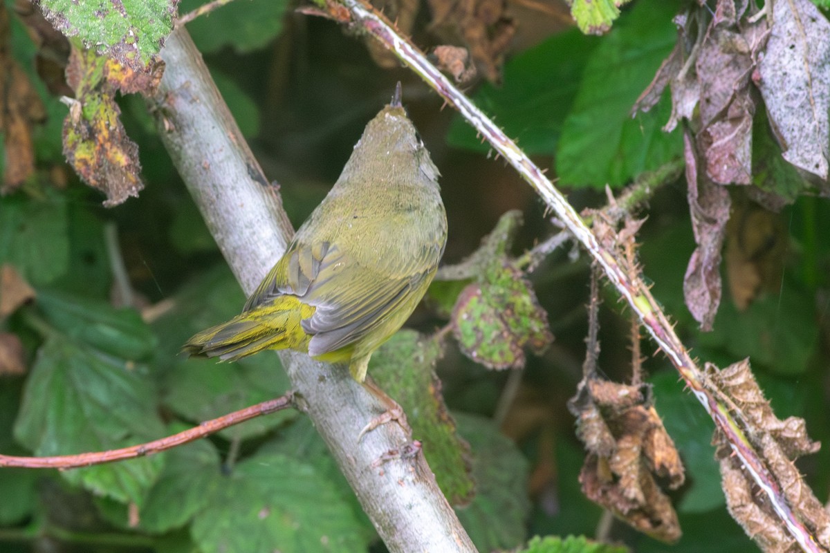 Mourning Warbler - ML642243681