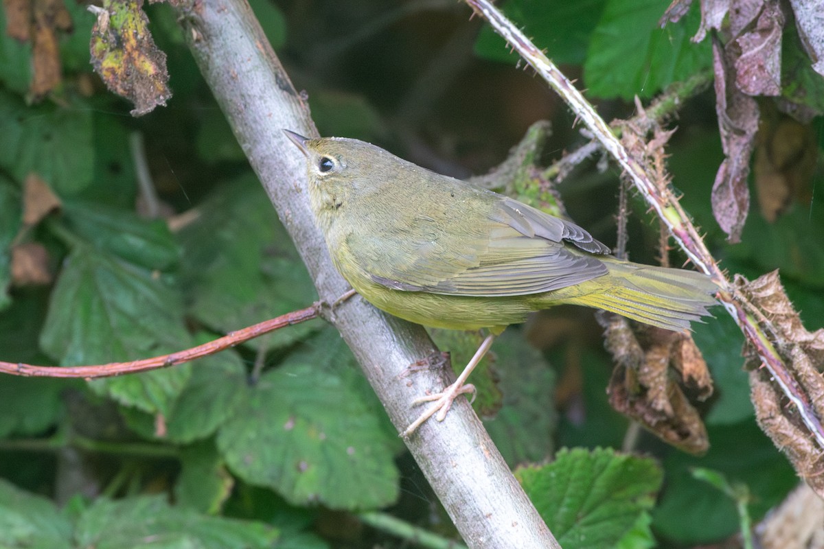 Mourning Warbler - ML642243682