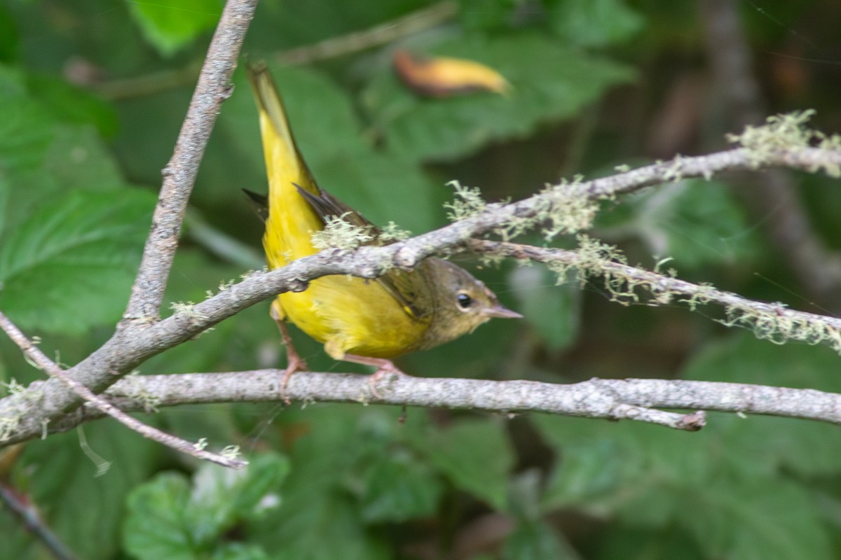 Mourning Warbler - ML642243683