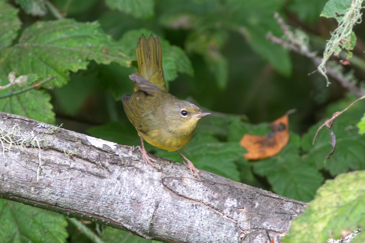 Mourning Warbler - ML642243684