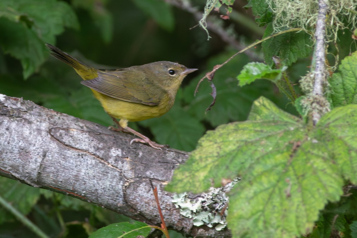 Mourning Warbler - ML642243685