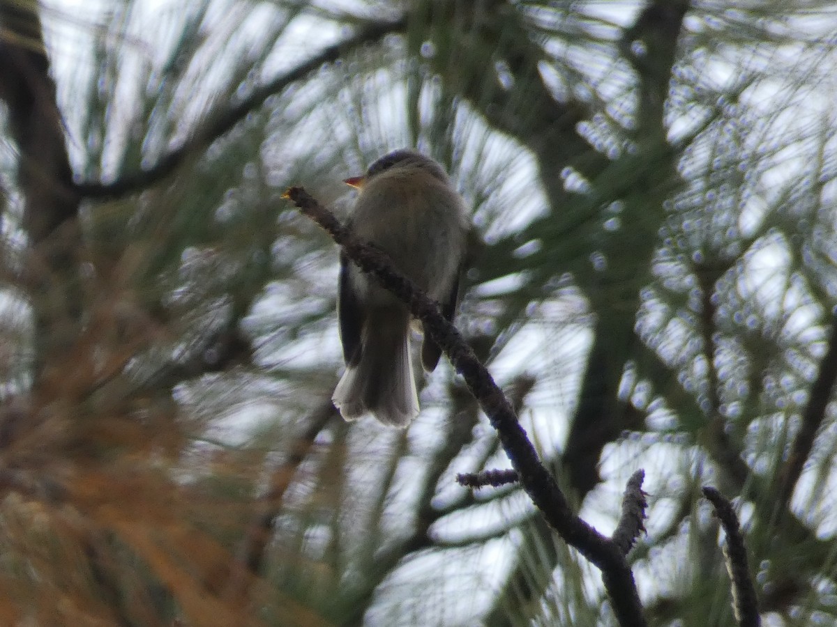 Buff-breasted Flycatcher - ML642243718