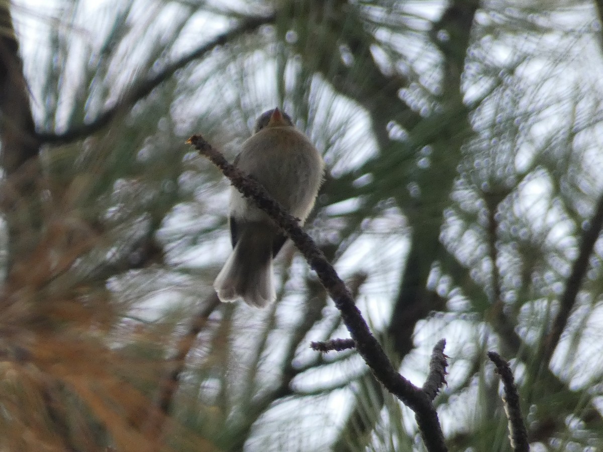 Buff-breasted Flycatcher - ML642243719