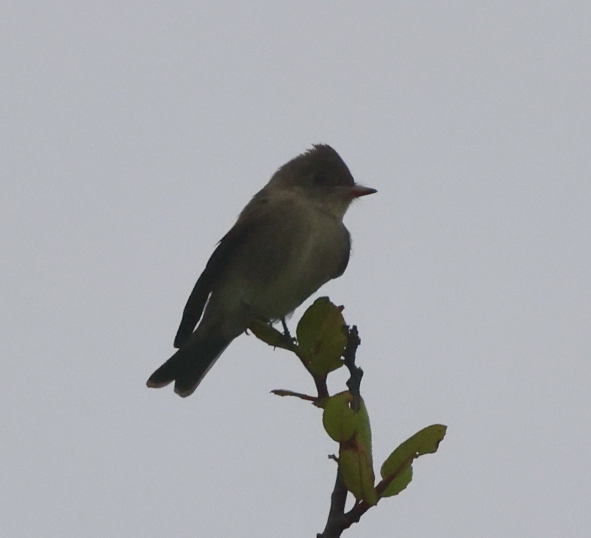 Western Wood-Pewee - ML642243729
