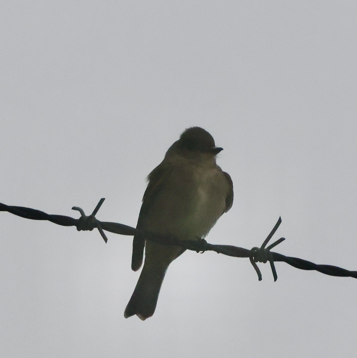 Western Wood-Pewee - ML642243730