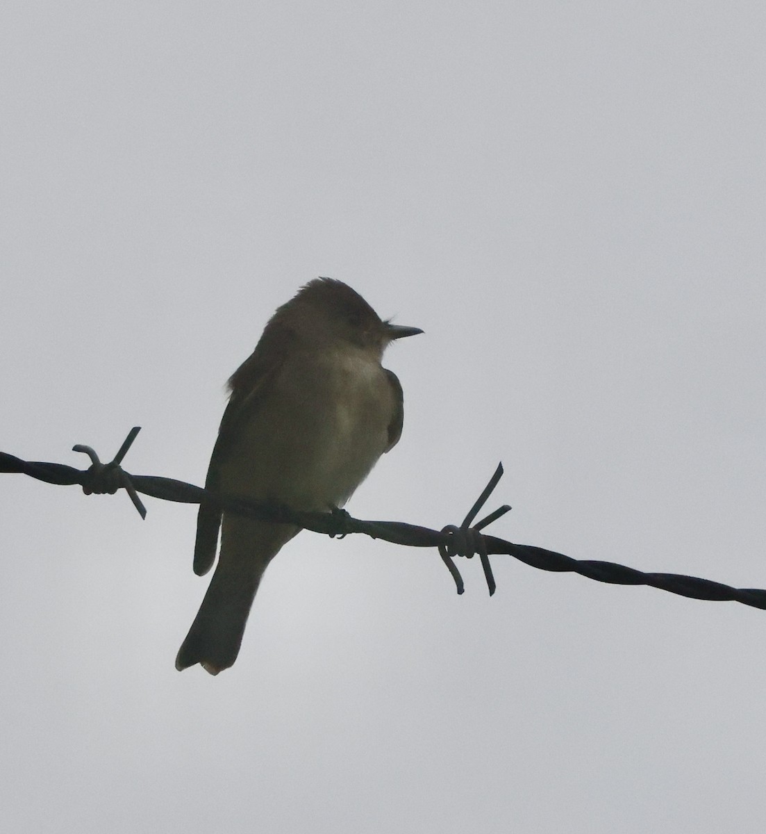 Western Wood-Pewee - ML642243734