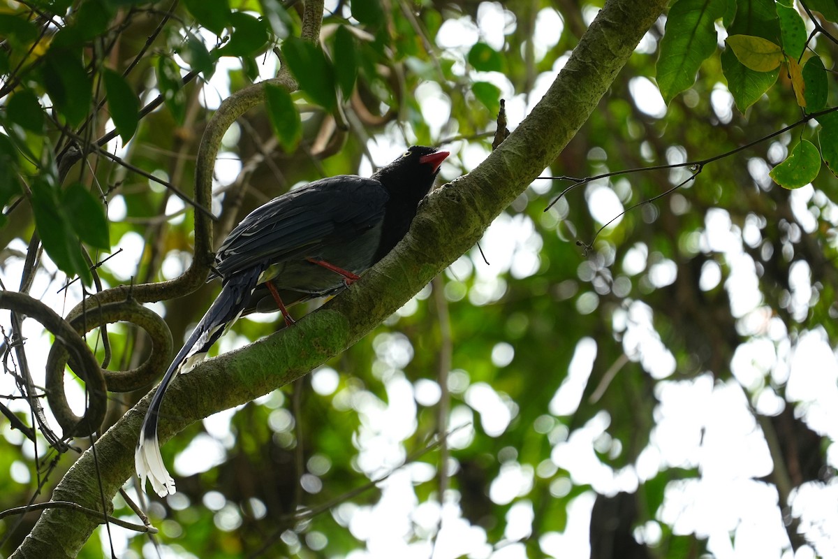 Taiwan Blue-Magpie - ML642243748