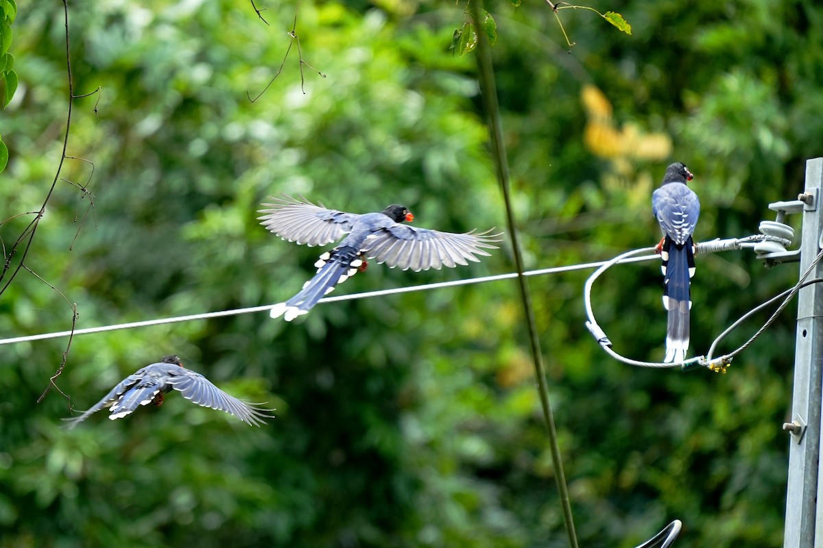Taiwan Blue-Magpie - ML642243752