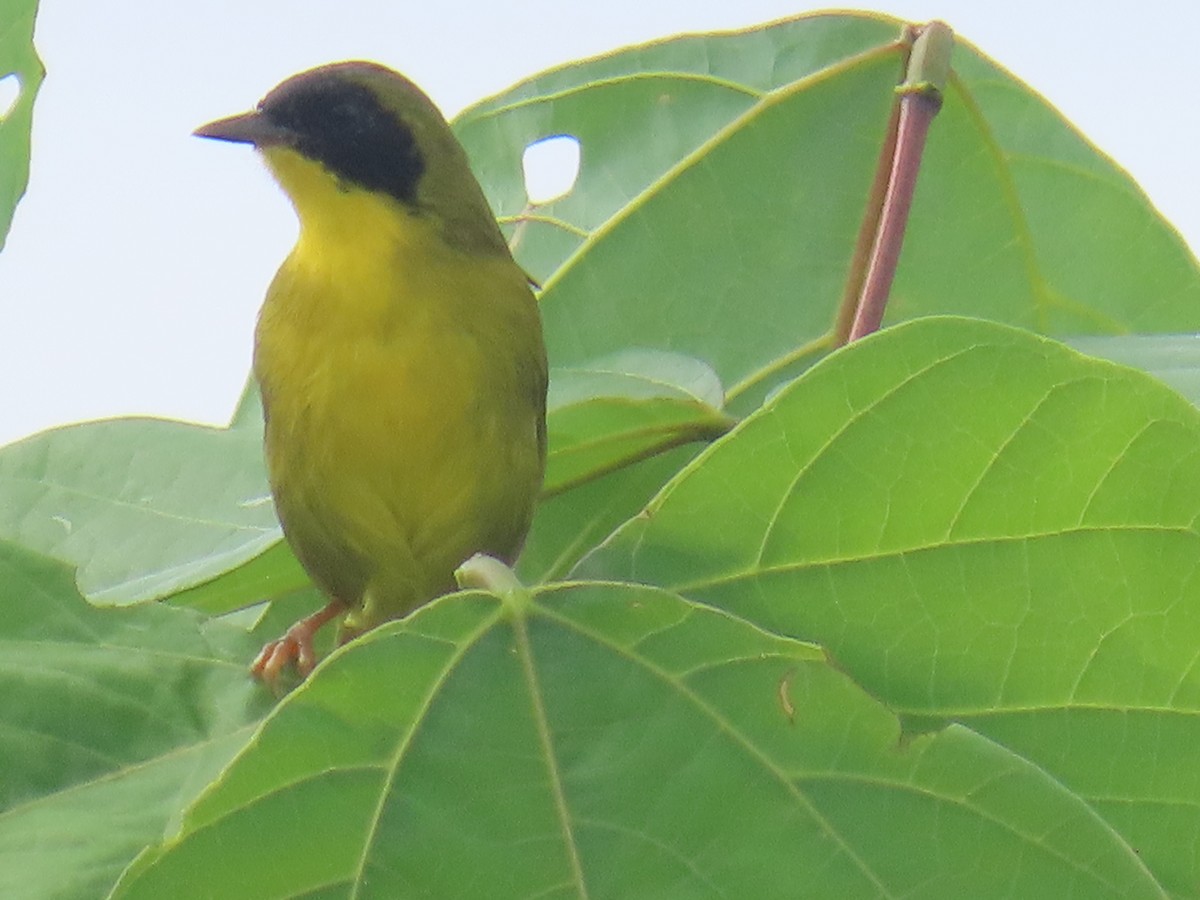 Olive-crowned Yellowthroat - ML642243755