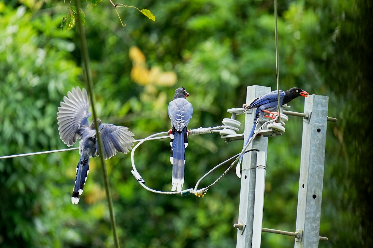 Taiwan Blue-Magpie - ML642243757