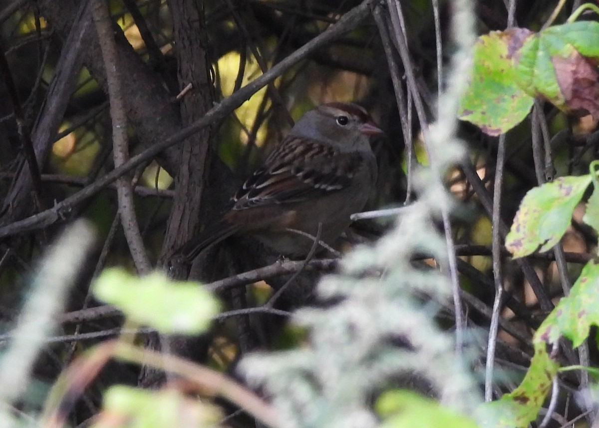 White-crowned Sparrow - ML642243762