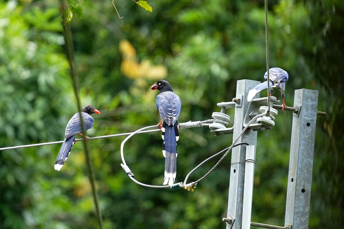 Taiwan Blue-Magpie - ML642243763