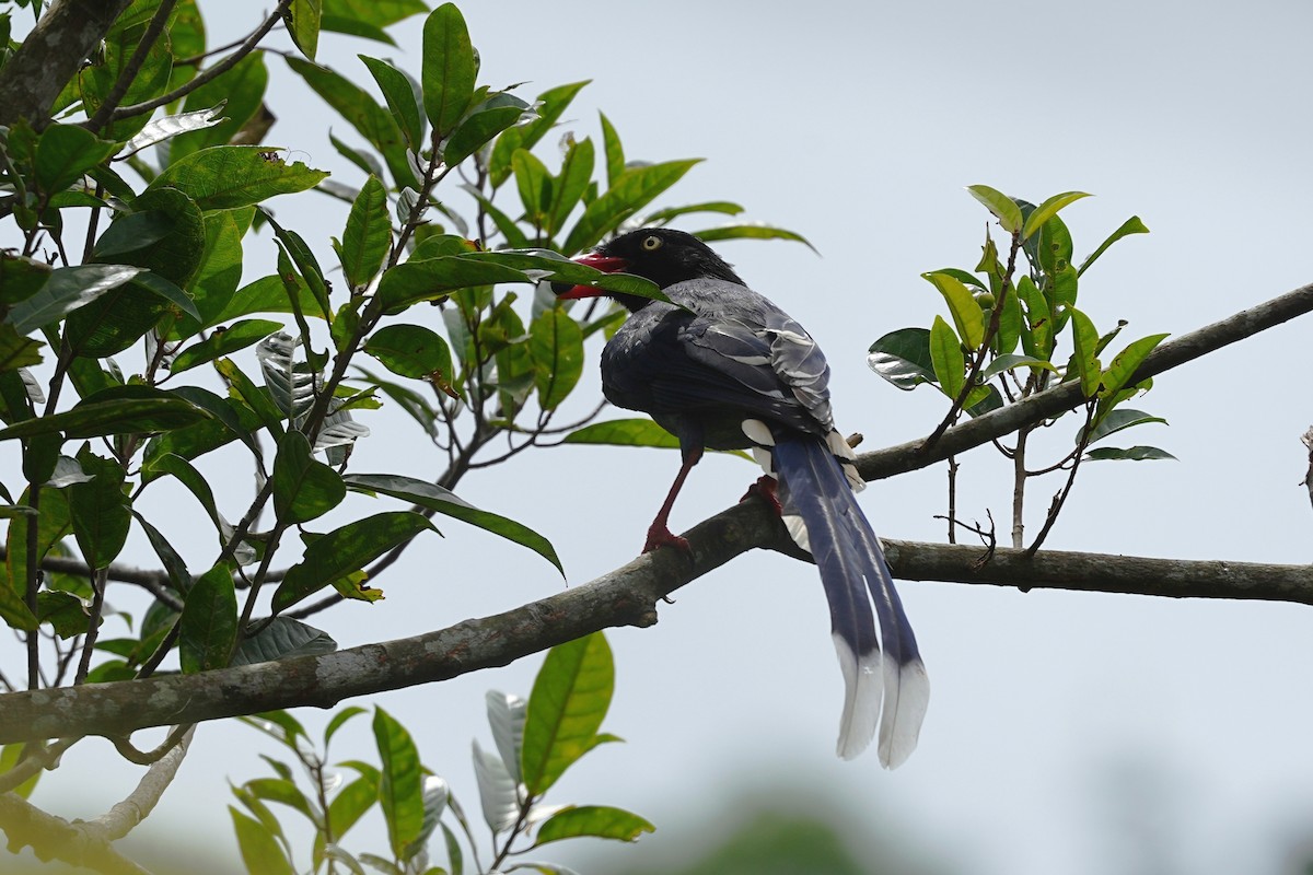 Taiwan Blue-Magpie - ML642243767