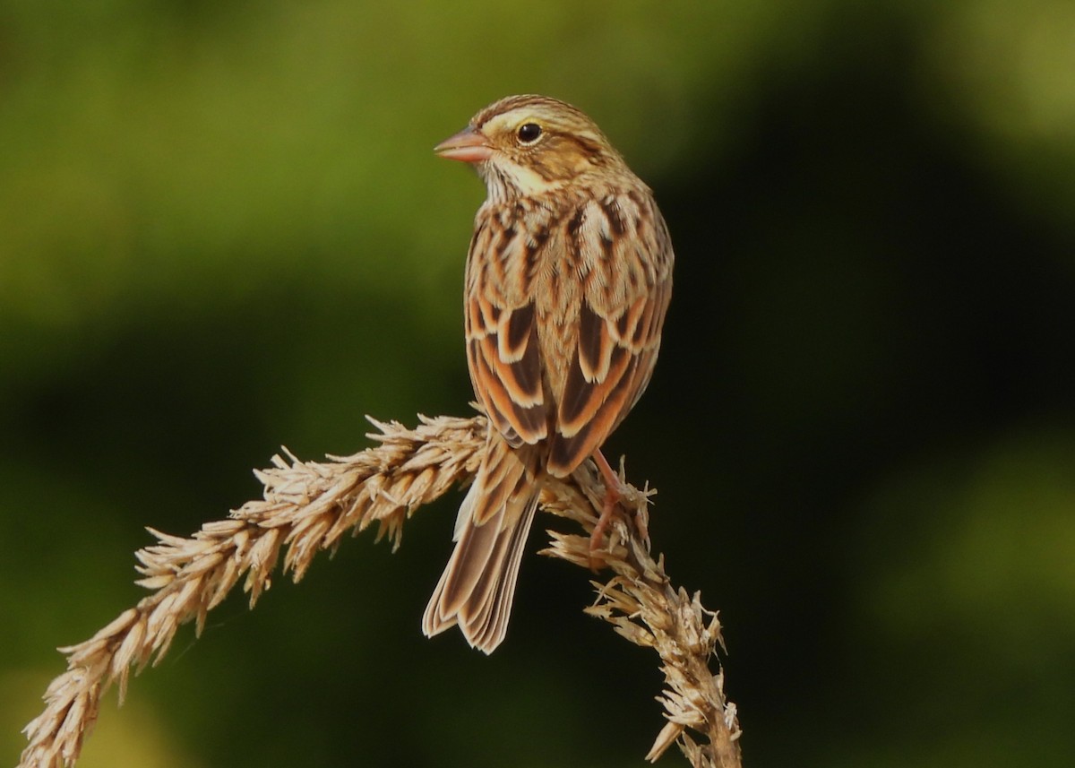 Savannah Sparrow - ML642243799