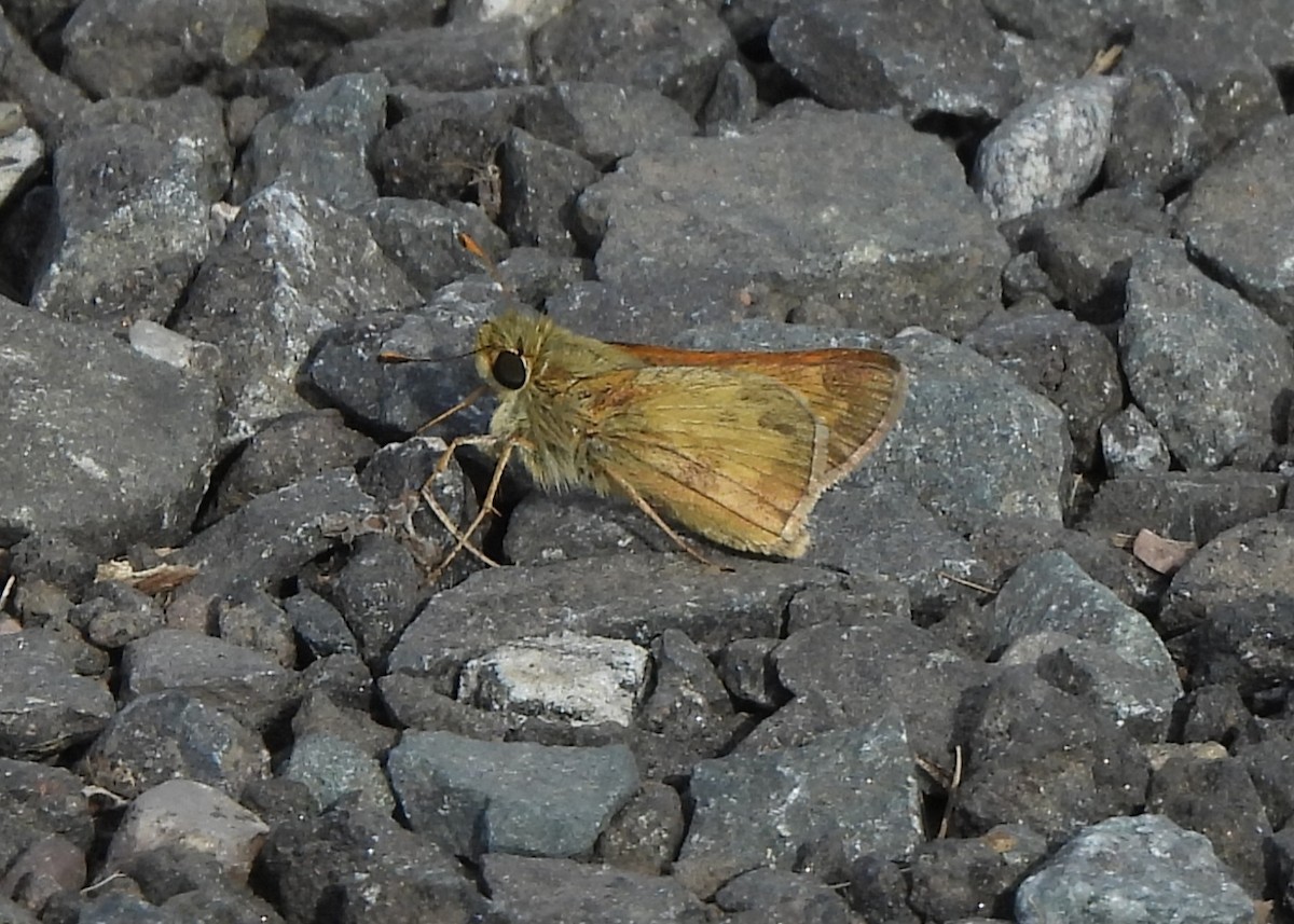 Sachems and Allies - ML642243809