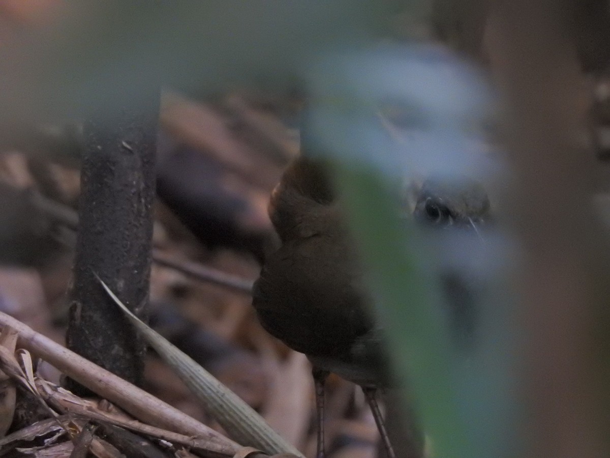 Black-faced Antthrush - ML642243832
