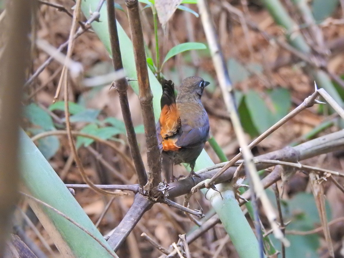 Black-faced Antthrush - ML642243835