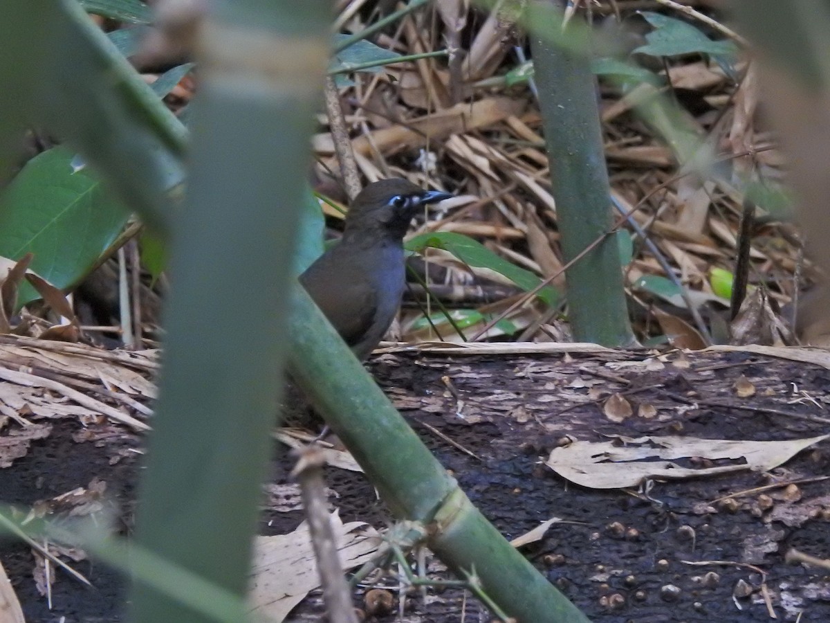 Black-faced Antthrush - ML642243836