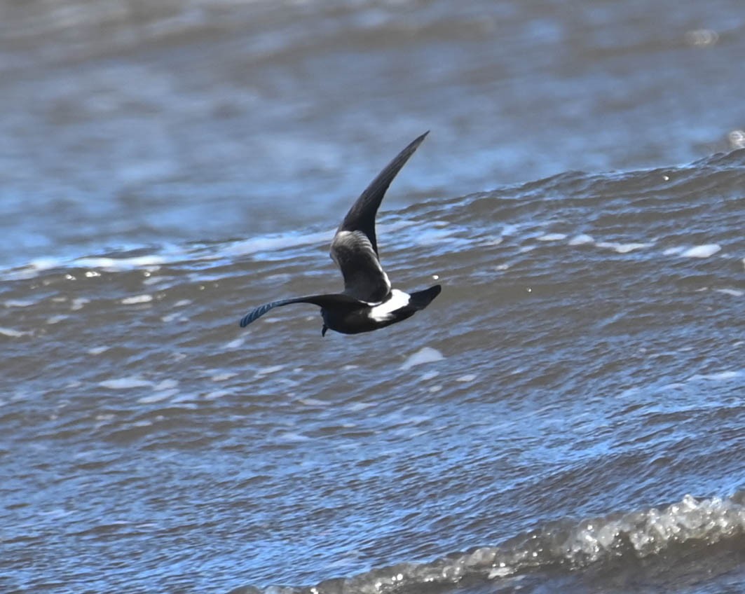 Leach's Storm-Petrel - ML642243848