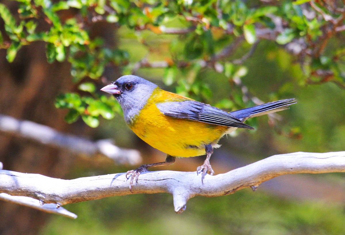 Gray-hooded Sierra Finch - ML642243859