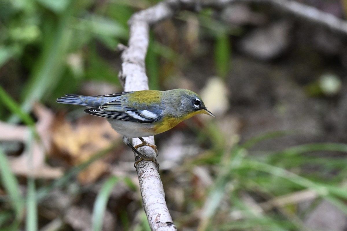 Northern Parula - ML642243875