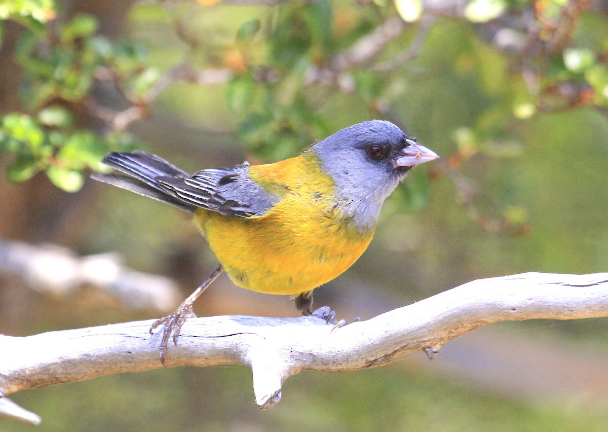 Gray-hooded Sierra Finch - ML642243888