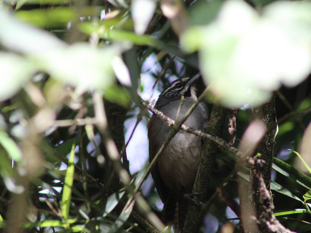 Whiskered Wren - ML642243906