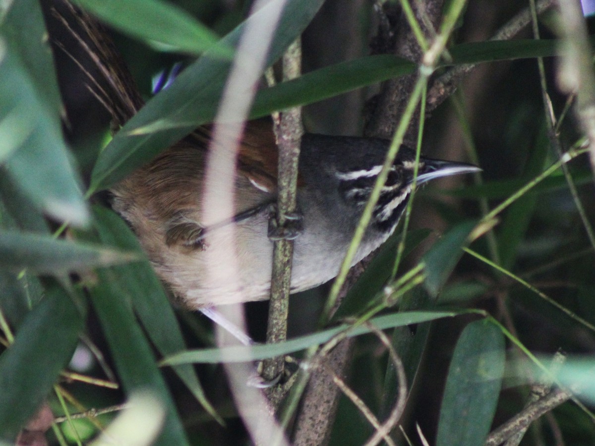 Whiskered Wren - ML642243907