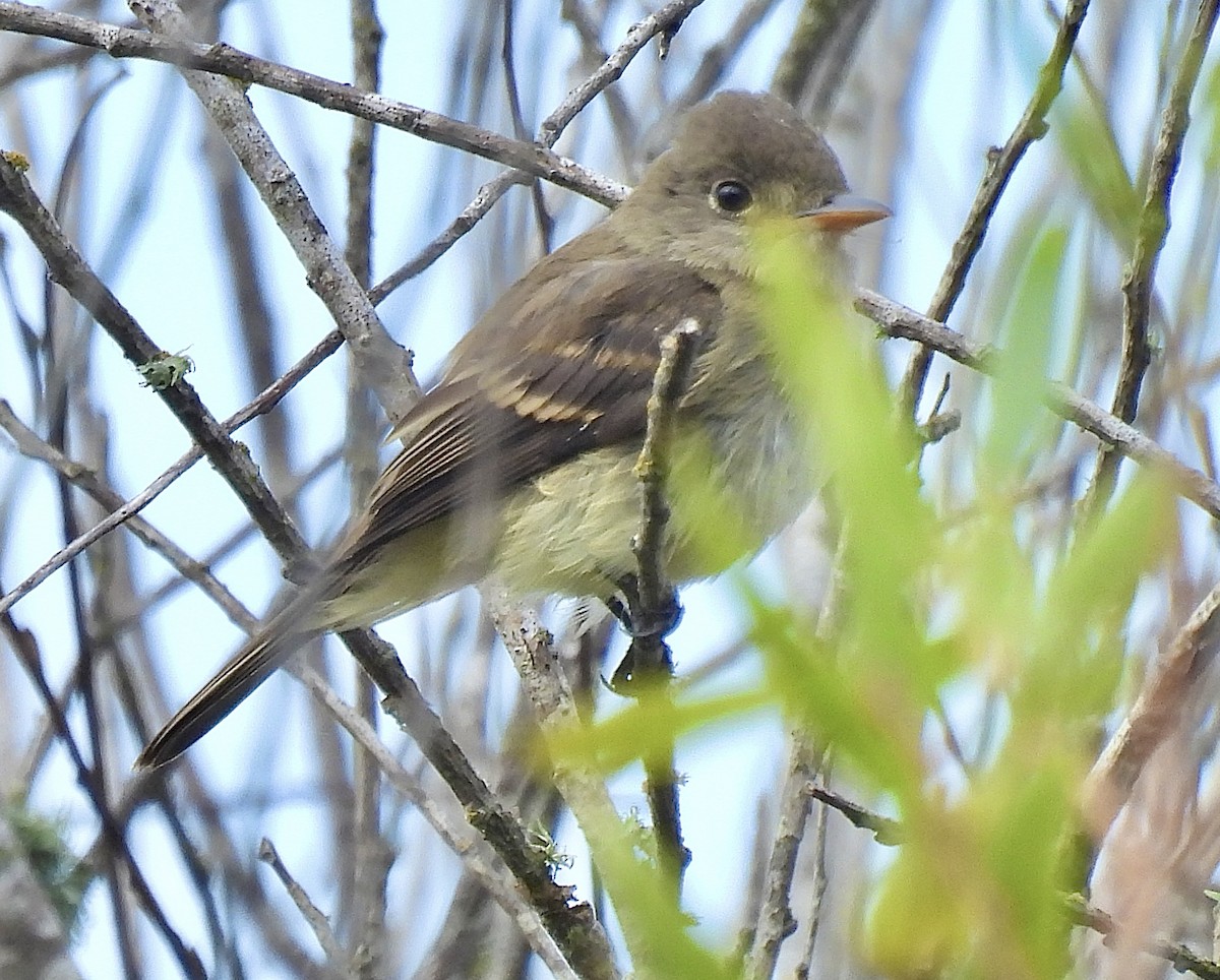 Willow Flycatcher - ML642243932