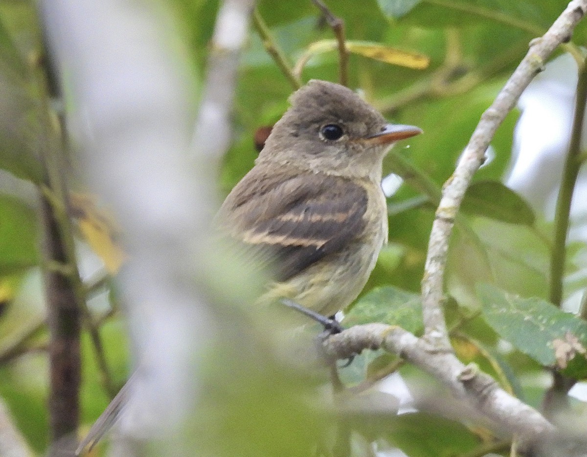 Willow Flycatcher - ML642243938