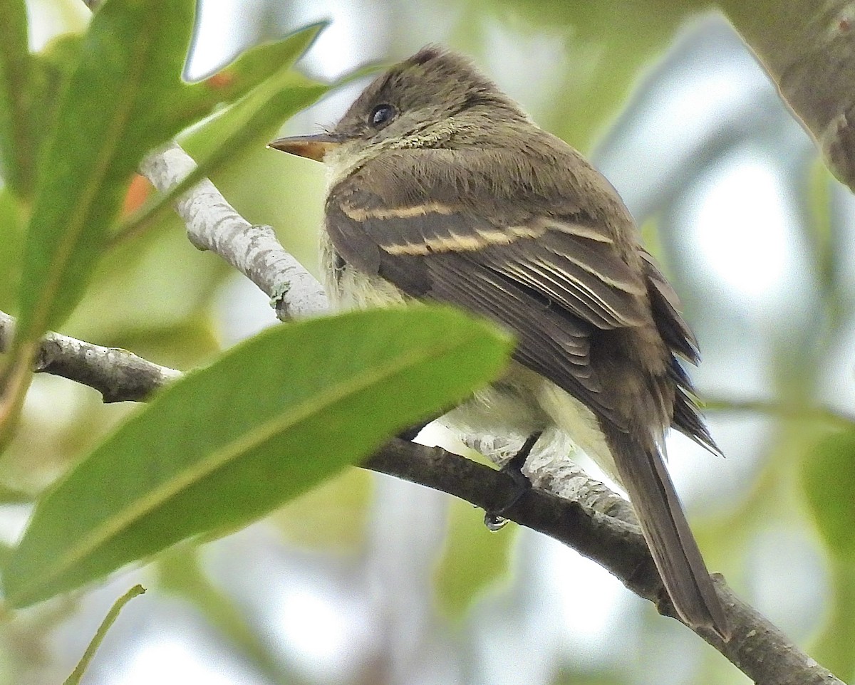 Willow Flycatcher - ML642243939