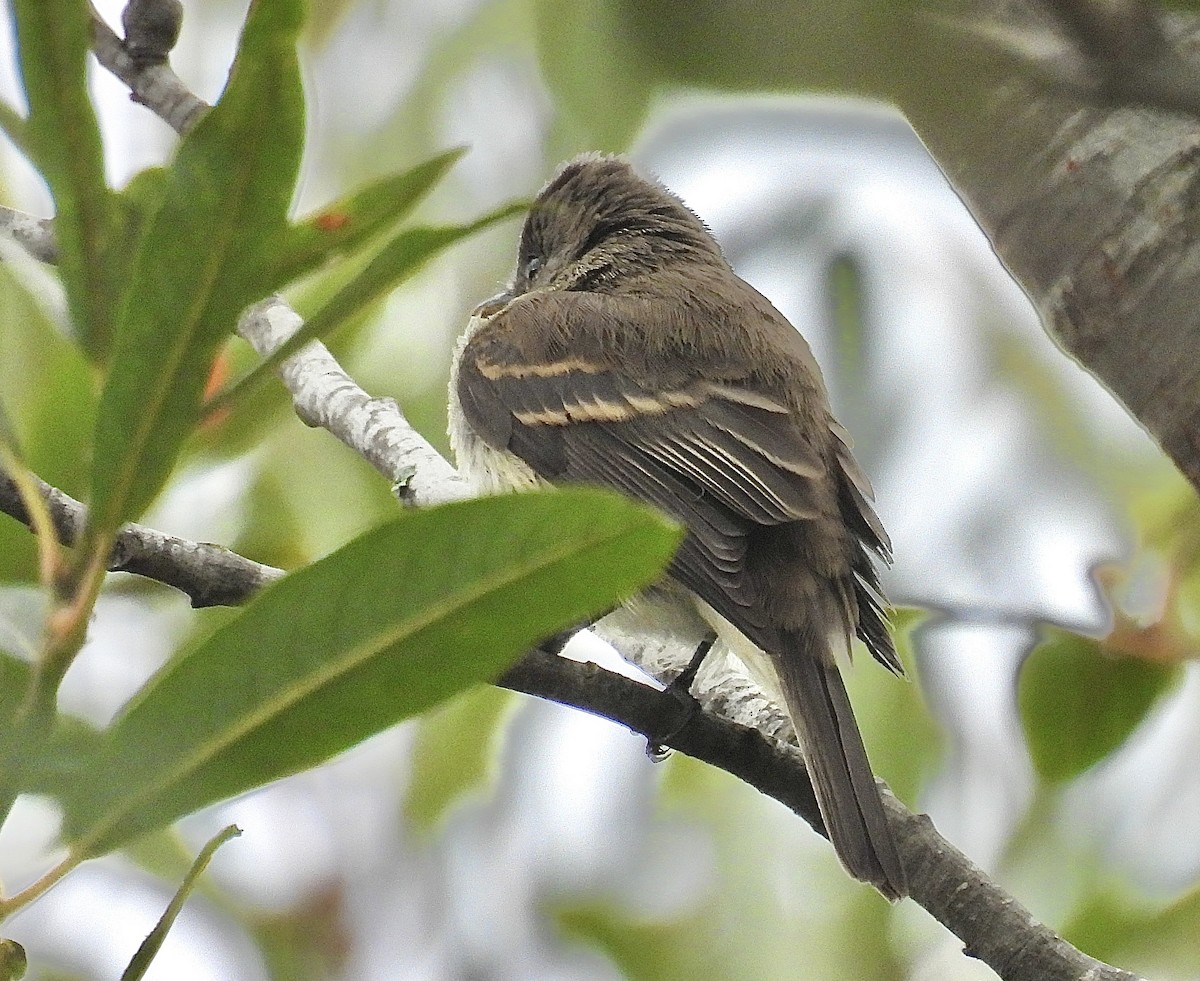 Willow Flycatcher - ML642243940