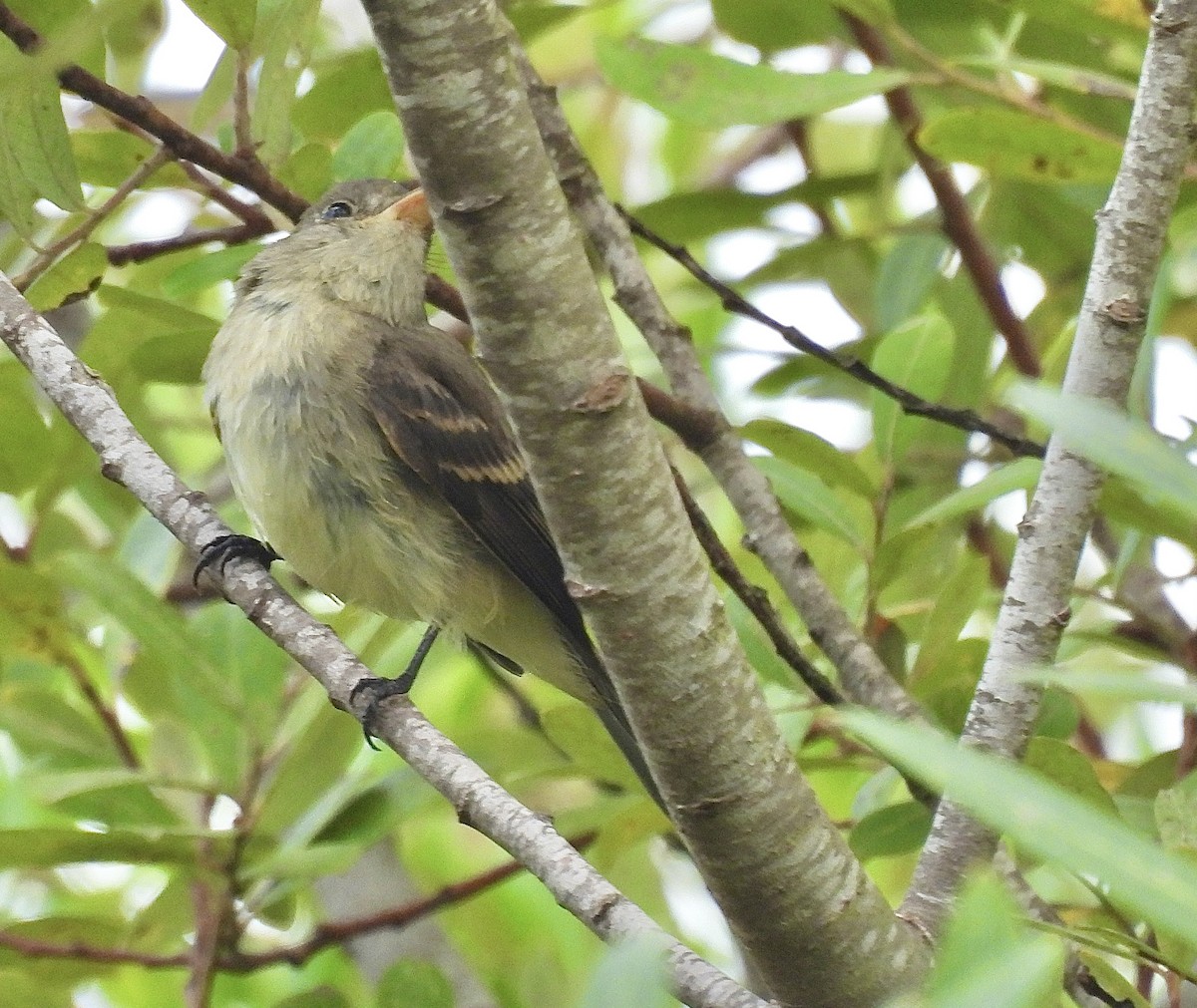 Willow Flycatcher - ML642243941