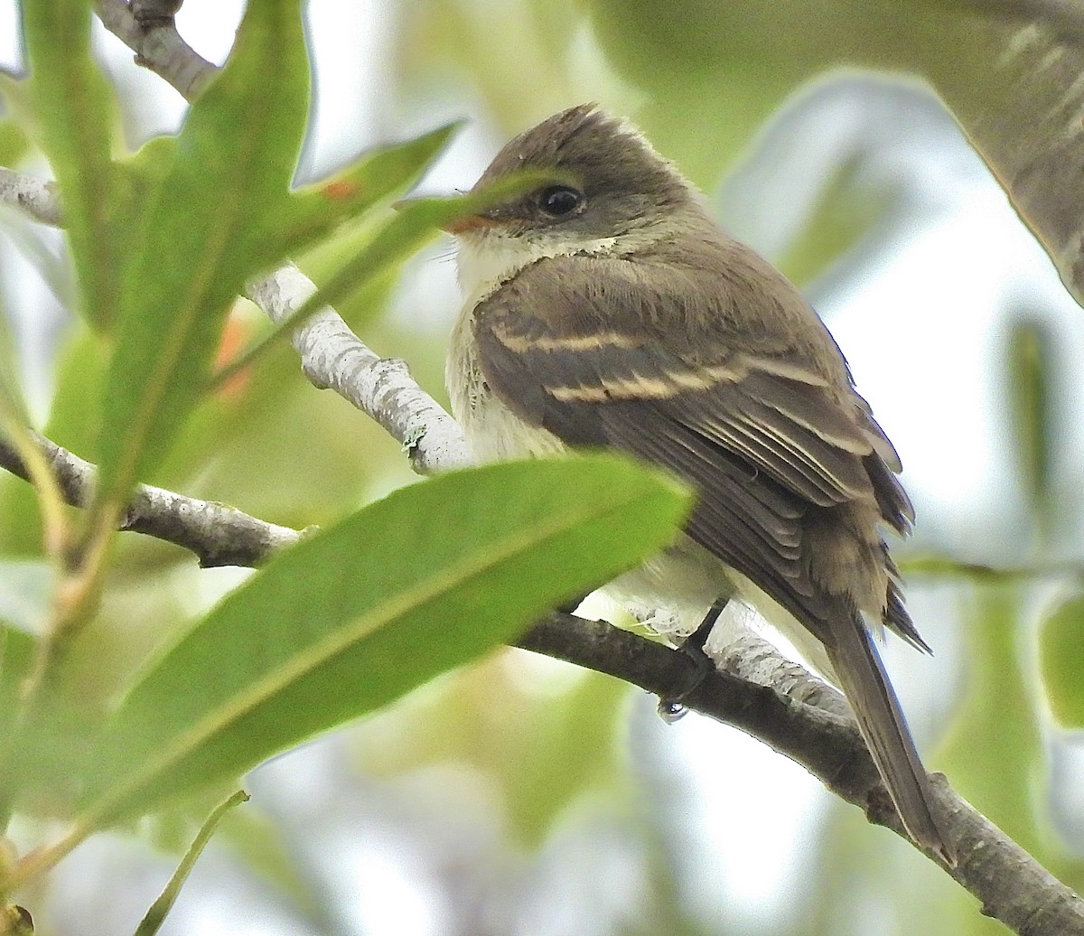 Willow Flycatcher - ML642243942