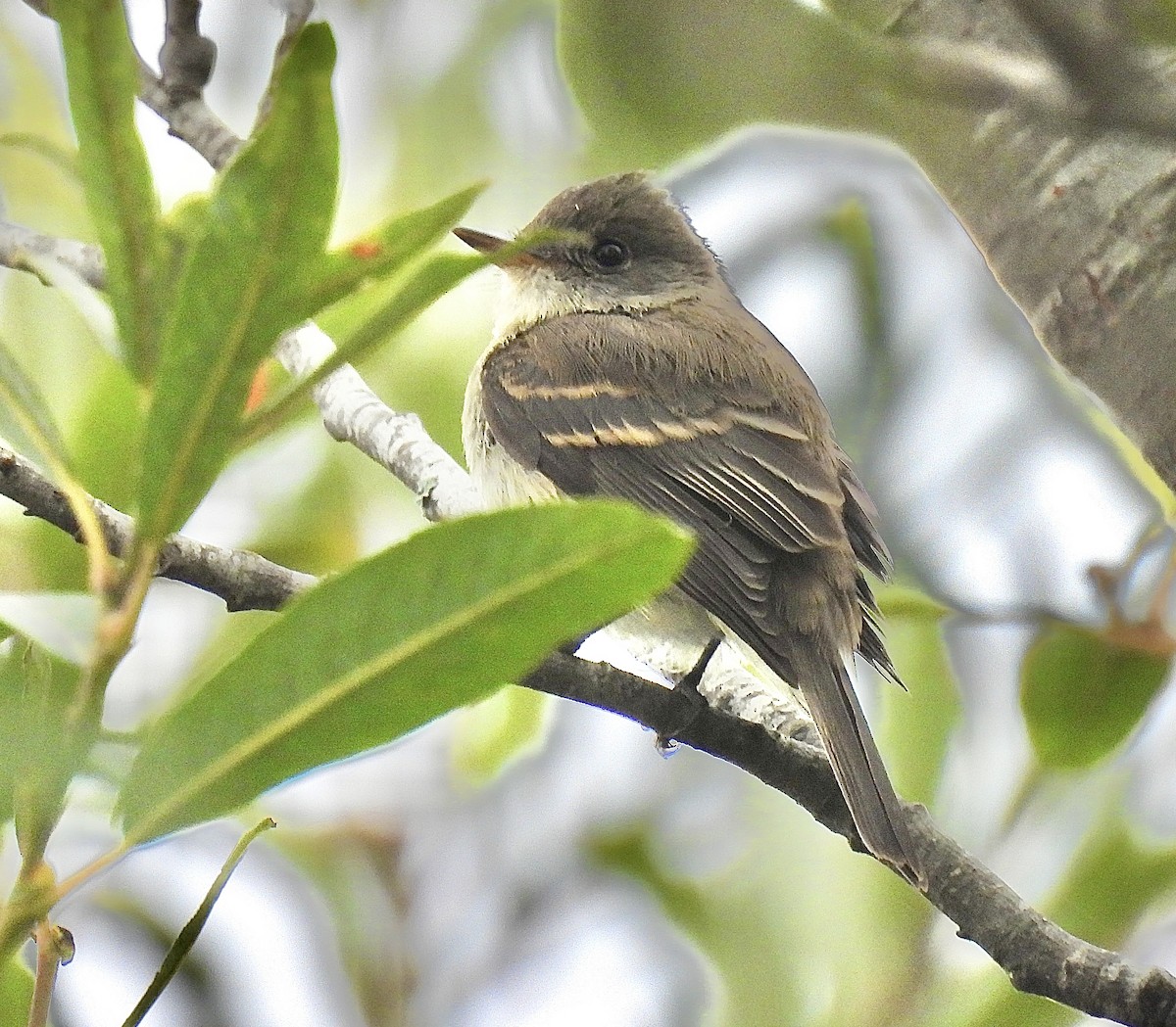 Willow Flycatcher - ML642243943