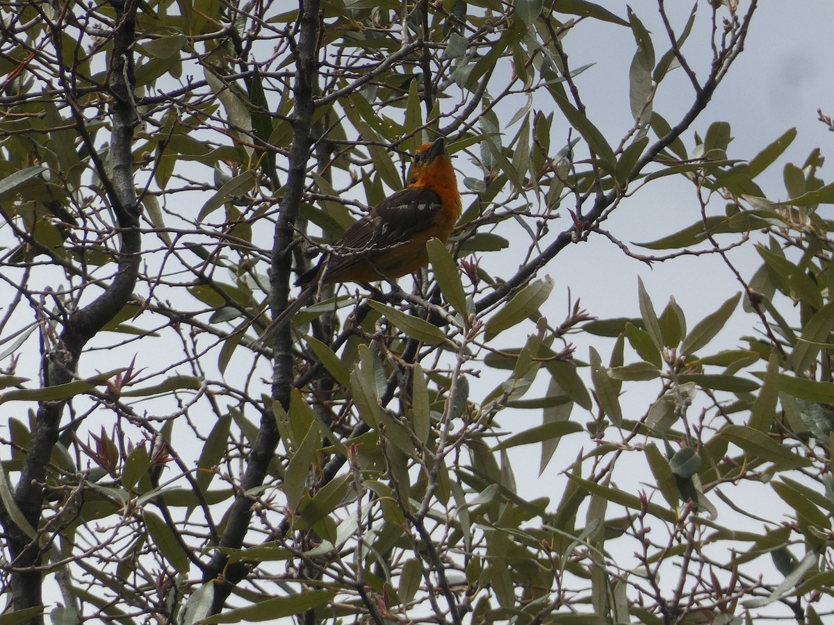 Flame-colored Tanager - ML642243950