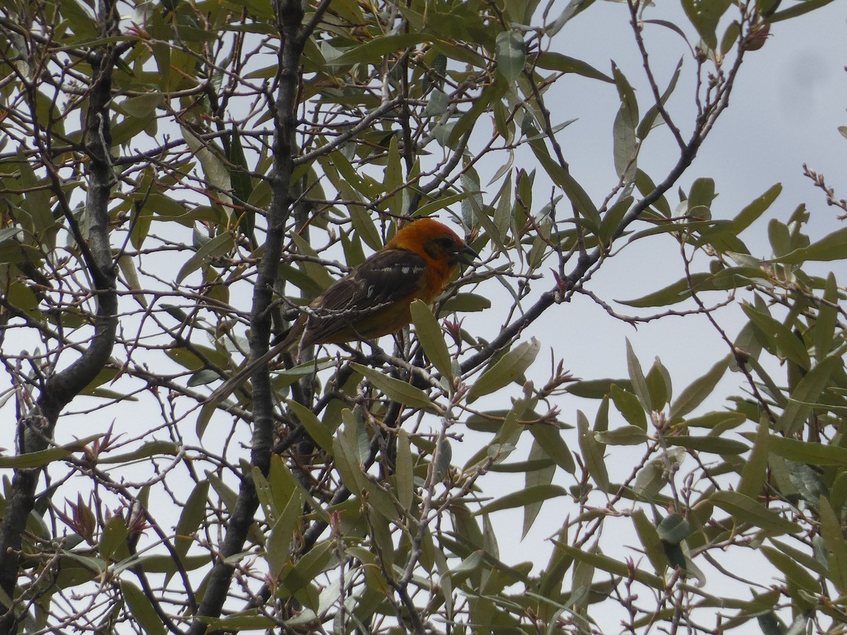 Flame-colored Tanager - ML642243951