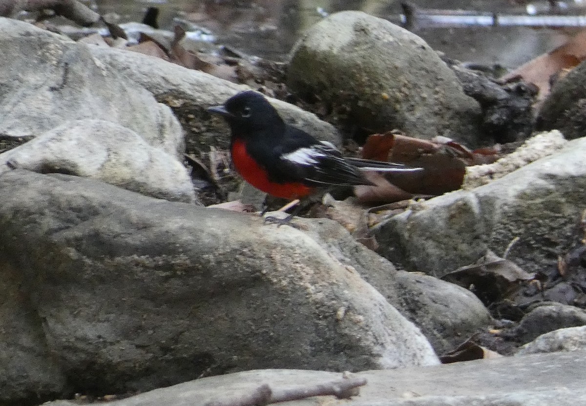 Painted Redstart - ML642243960