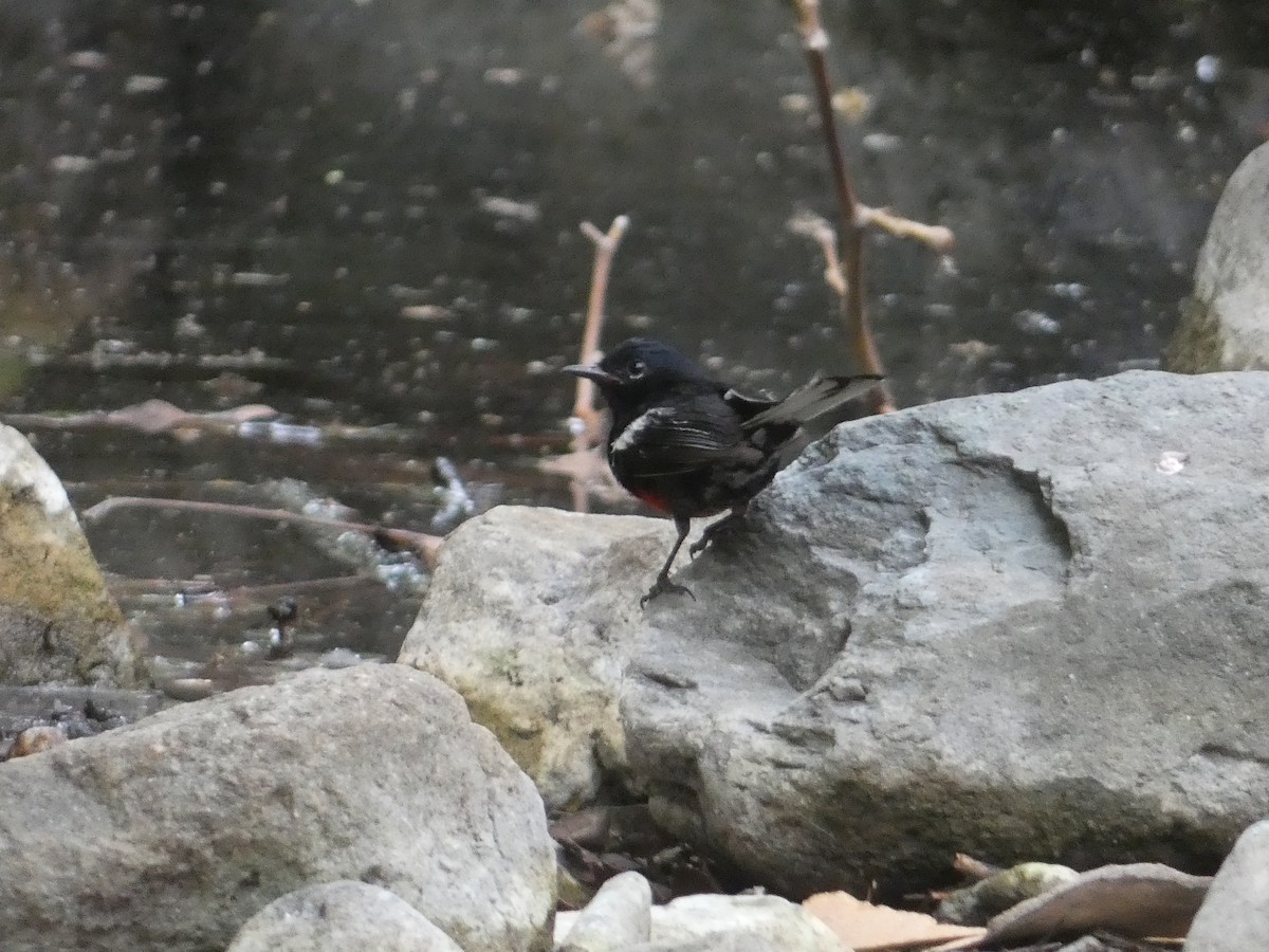 Painted Redstart - ML642243961