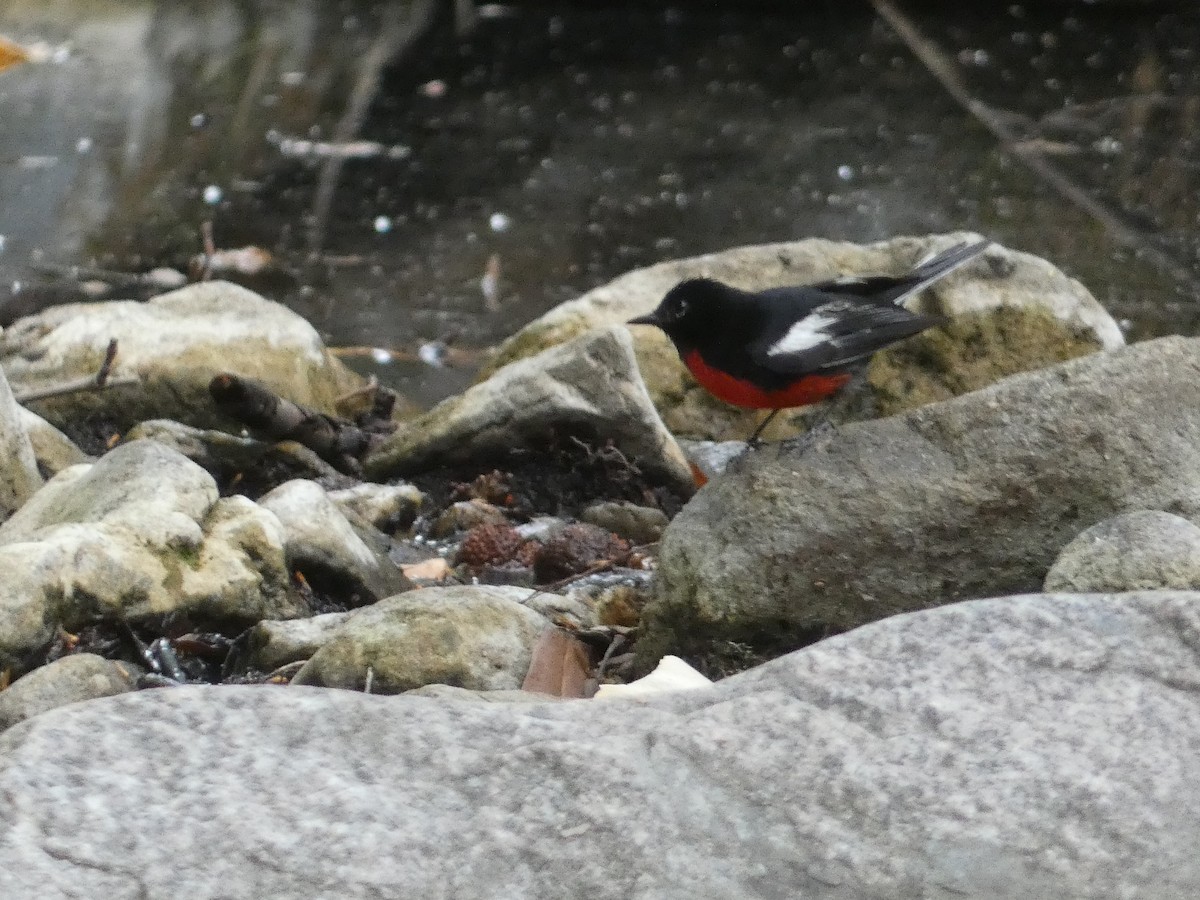 Painted Redstart - ML642243962