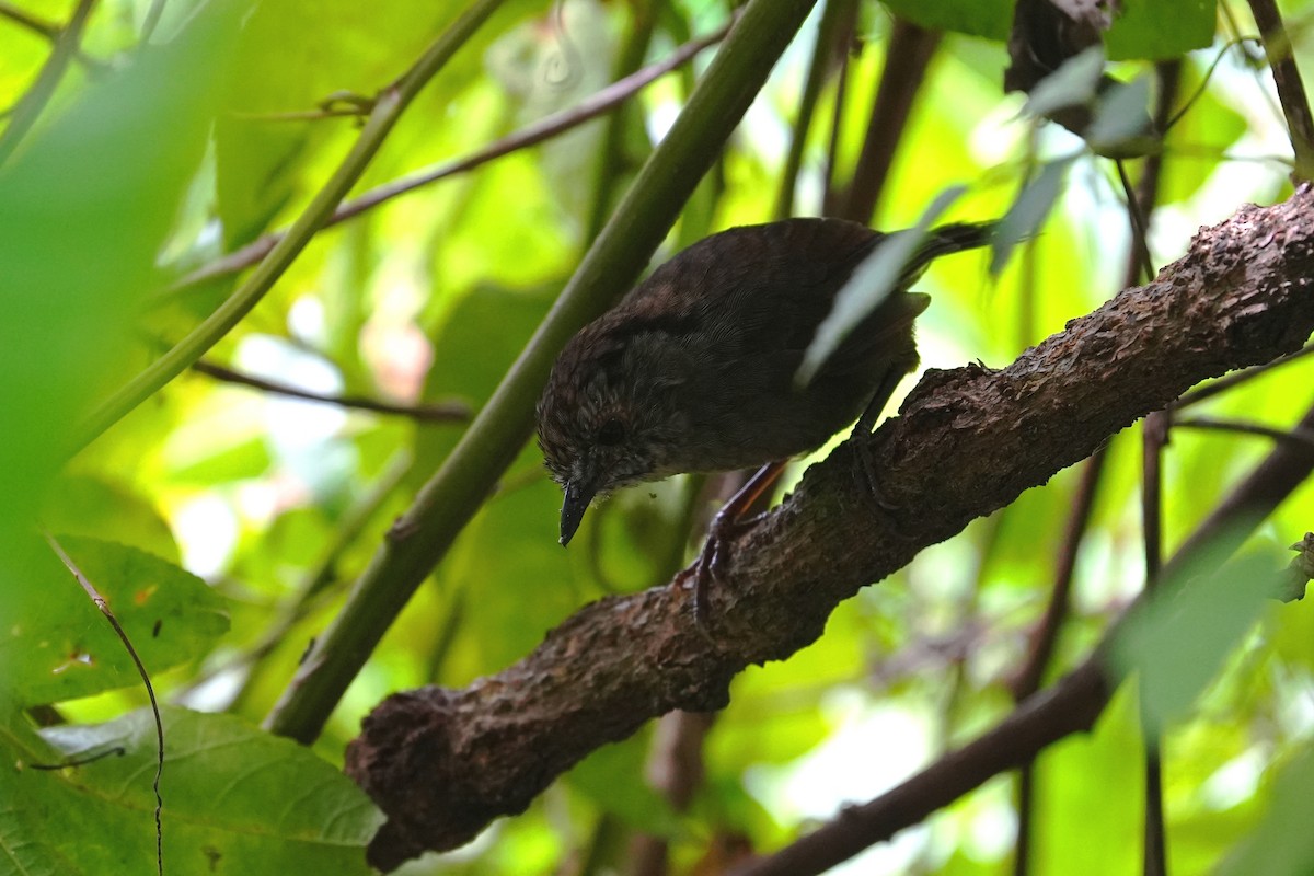 Dusky Fulvetta - ML642243965