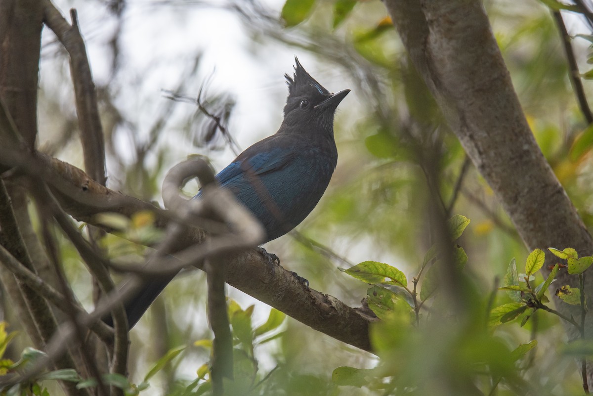 Steller's Jay - ML642243967