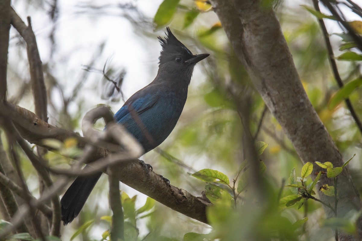 Steller's Jay - ML642243968