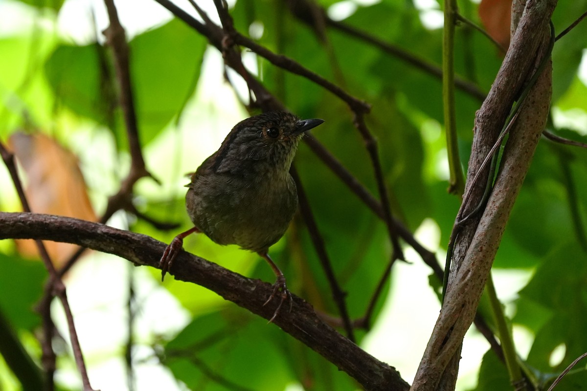 Dusky Fulvetta - ML642243969