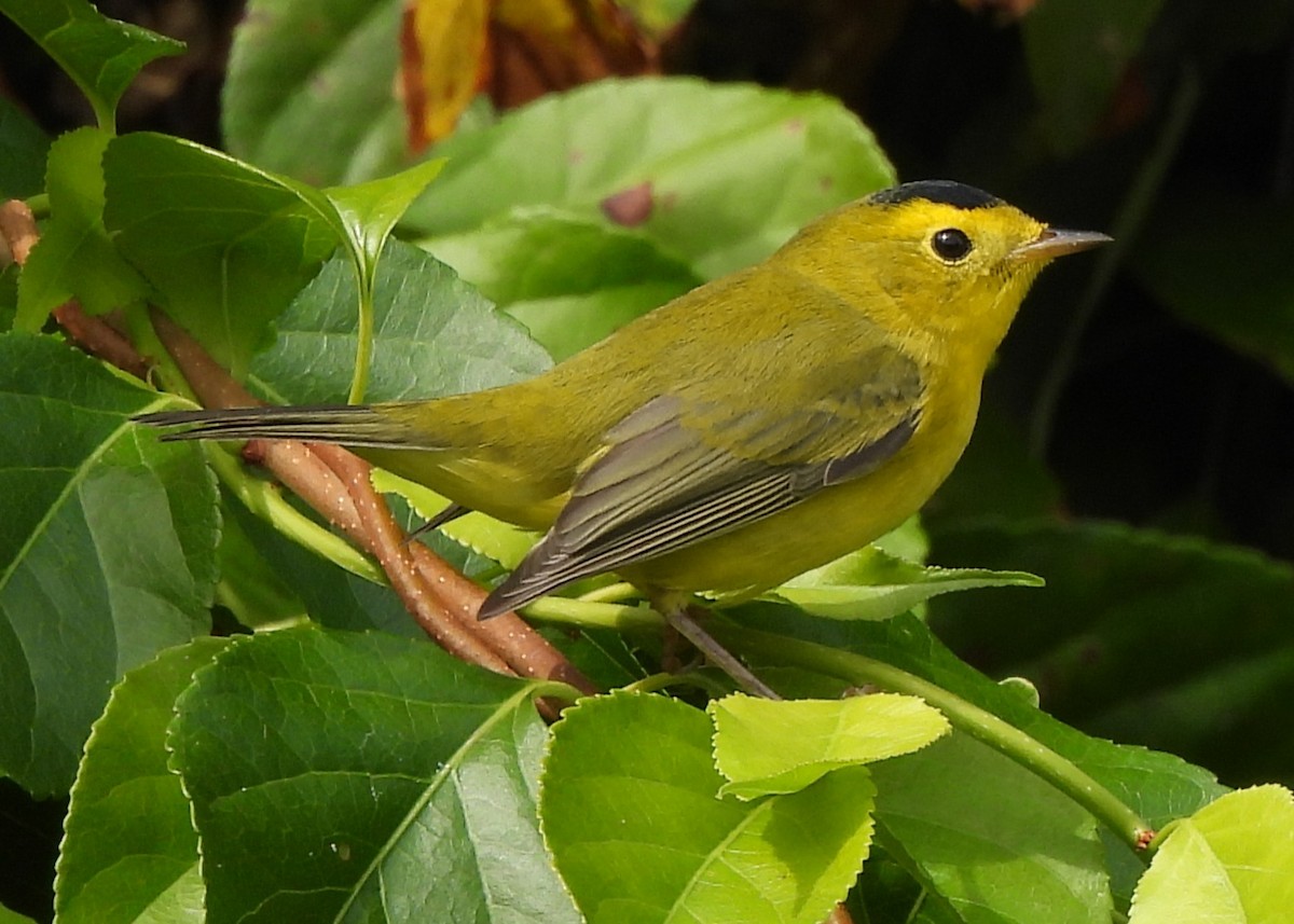 Wilson's Warbler - ML642243971