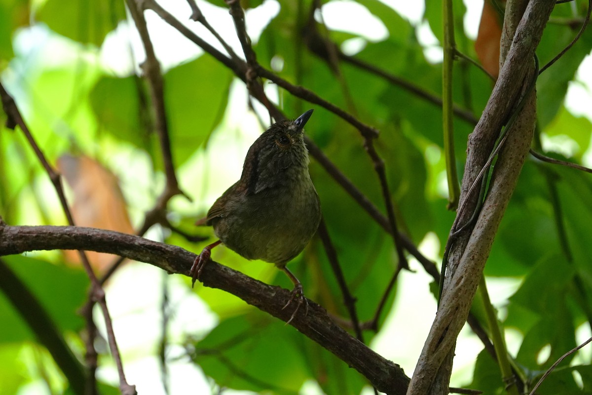 Dusky Fulvetta - ML642243972