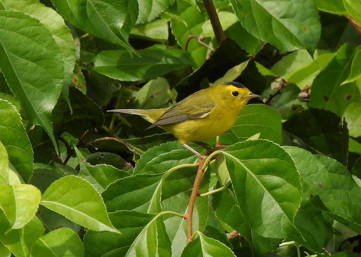 Wilson's Warbler - ML642243976