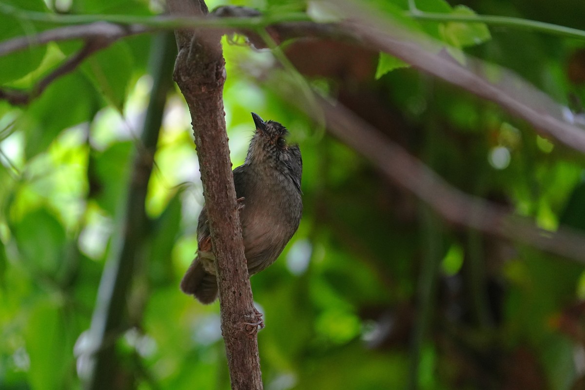 Dusky Fulvetta - ML642243980